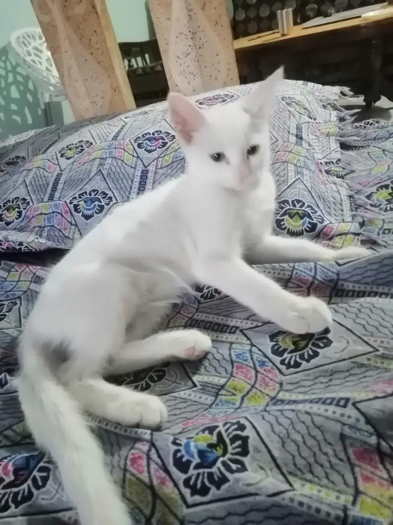 Cute kitten for sale — photo 5