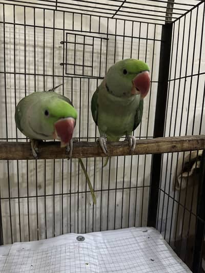 Raw parrots with starting black gani two male parrots