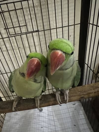 Raw parrots with starting black gani two male parrots