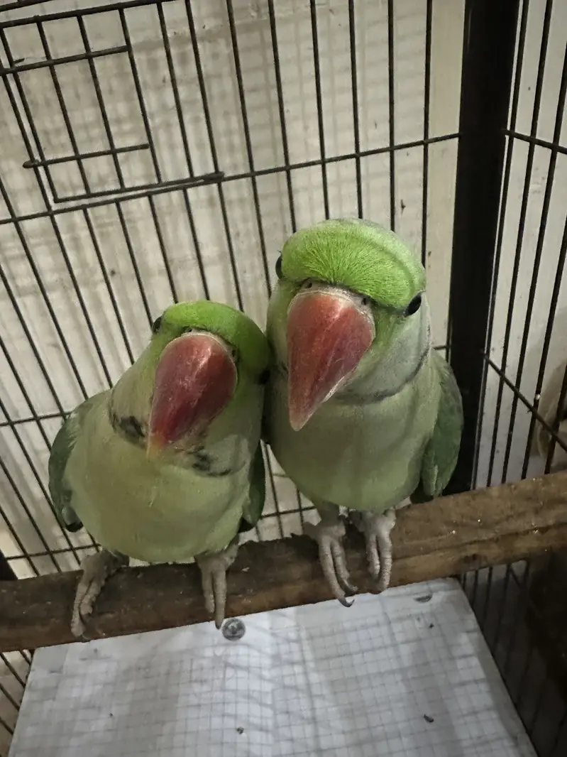 Raw parrots with starting black gani two male parrots — photo 2