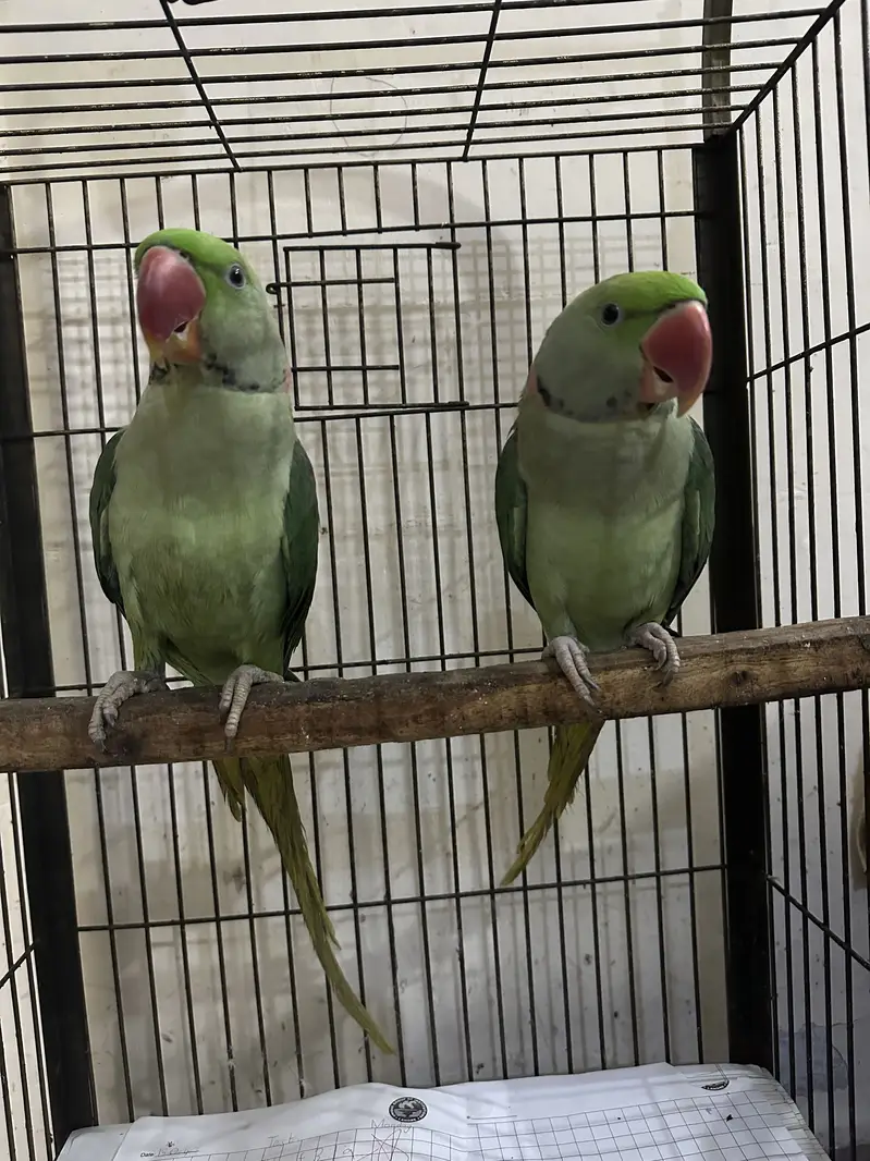 Raw parrots with starting black gani two male parrots — photo 3