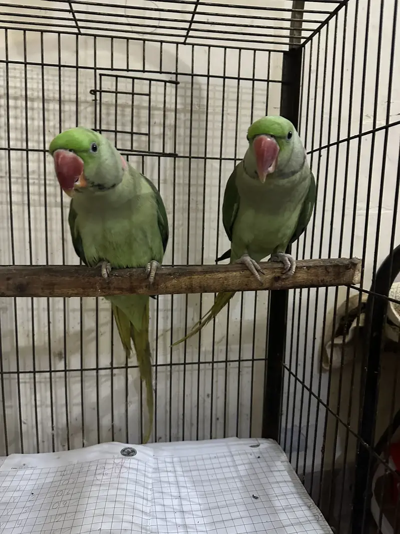 Raw parrots with starting black gani two male parrots — photo 4