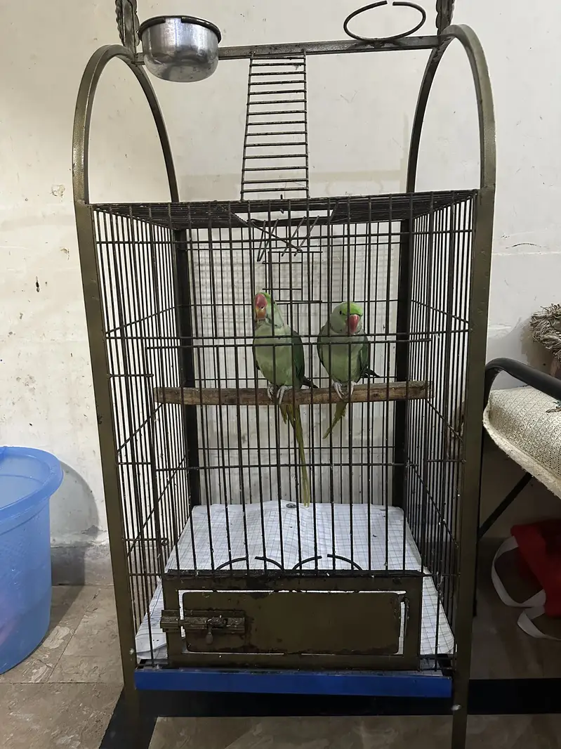 Raw parrots with starting black gani two male parrots — photo 5