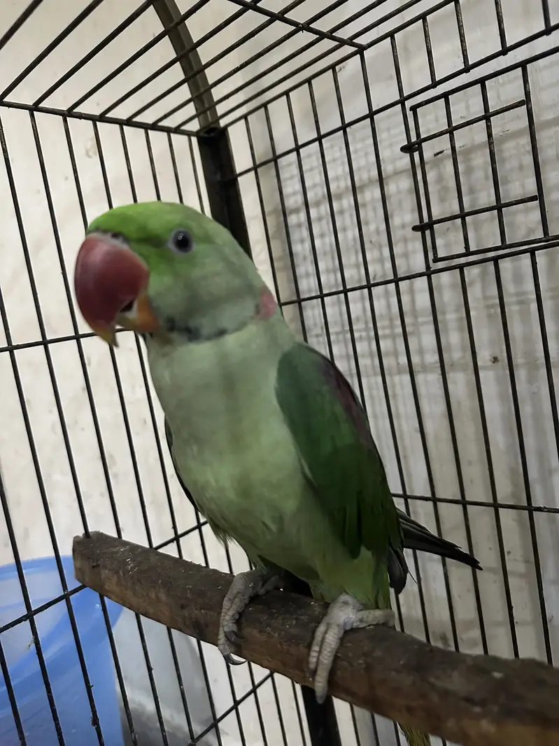 Raw parrots with starting black gani two male parrots — photo 6