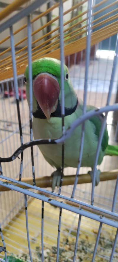 Talking parrot
