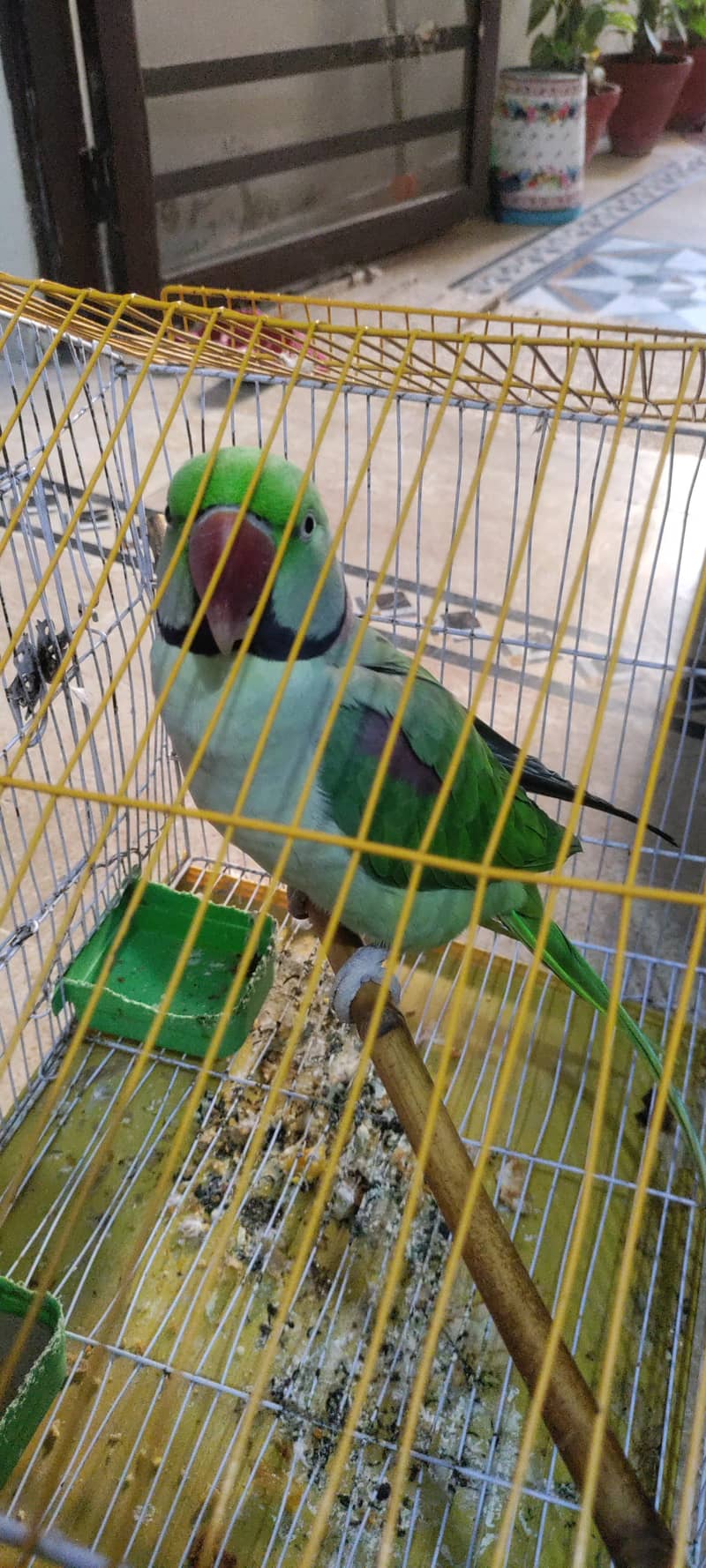 Talking parrot 1