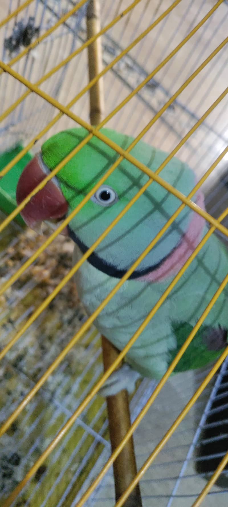 Talking parrot 2