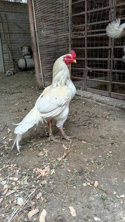 aseel quality chicks