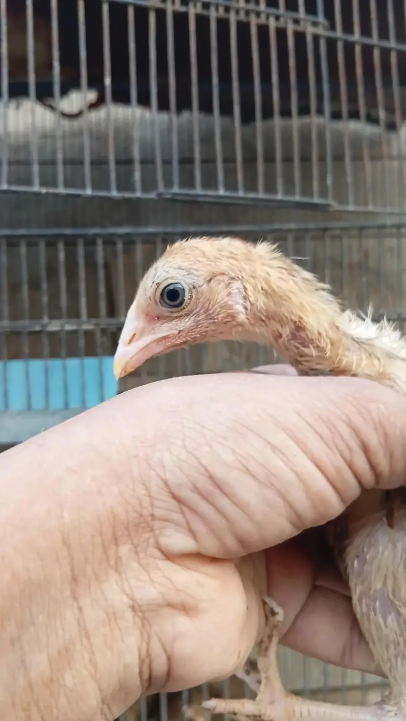 aseel quality chicks — photo 2