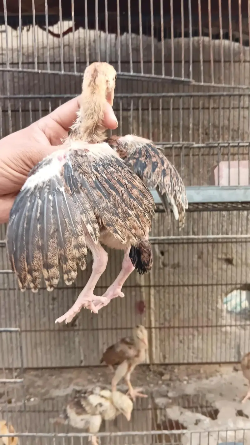 aseel quality chicks — photo 3