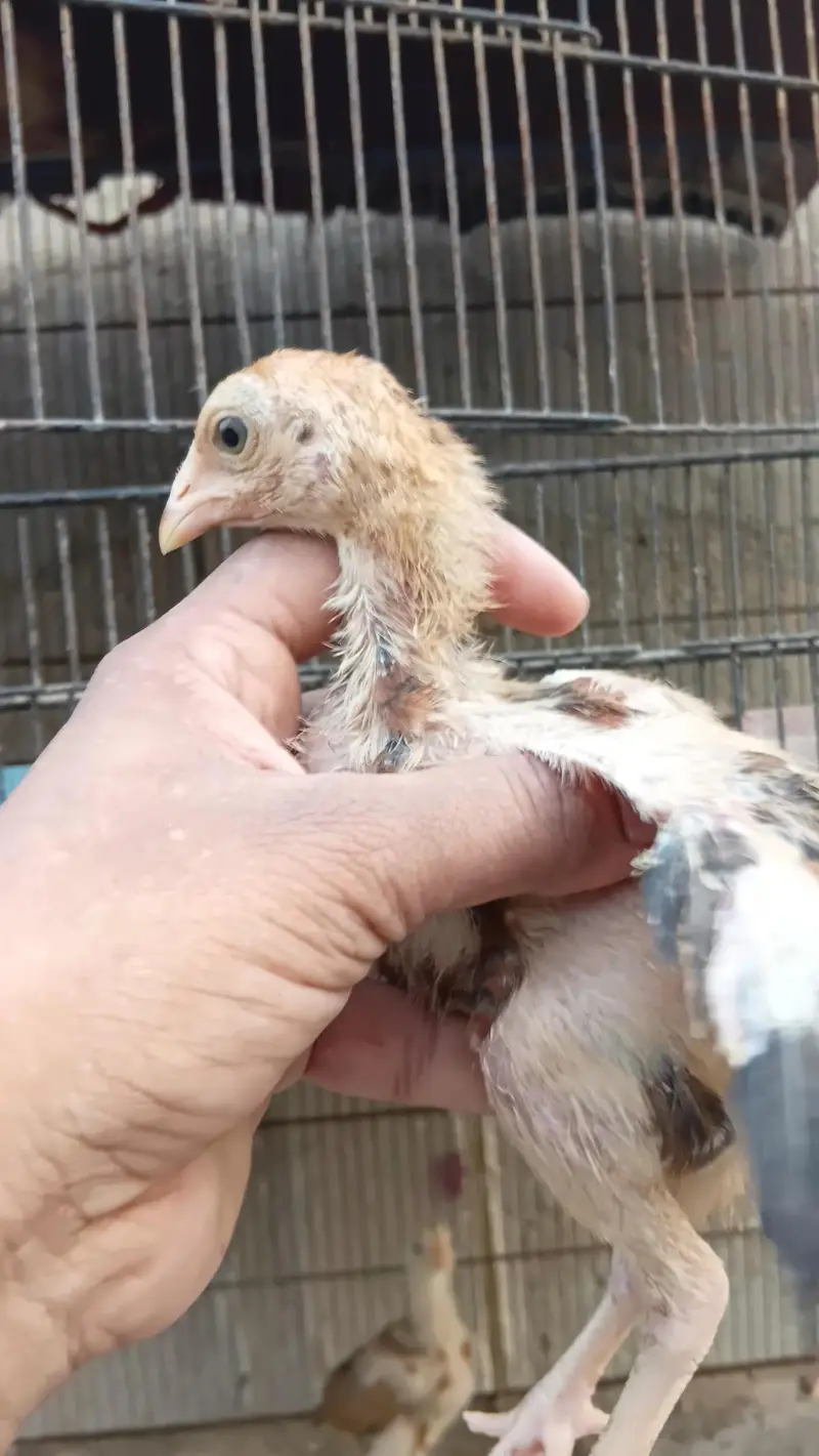 aseel quality chicks — photo 4