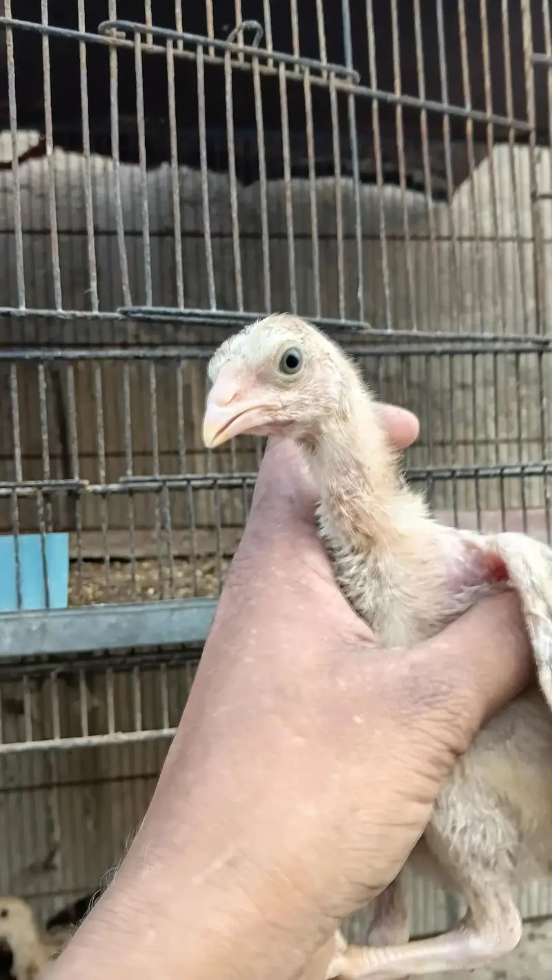 aseel quality chicks — photo 5