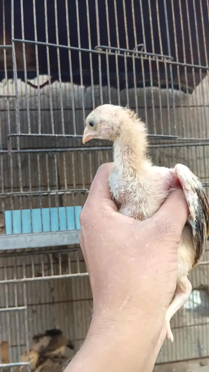 aseel quality chicks — photo 6