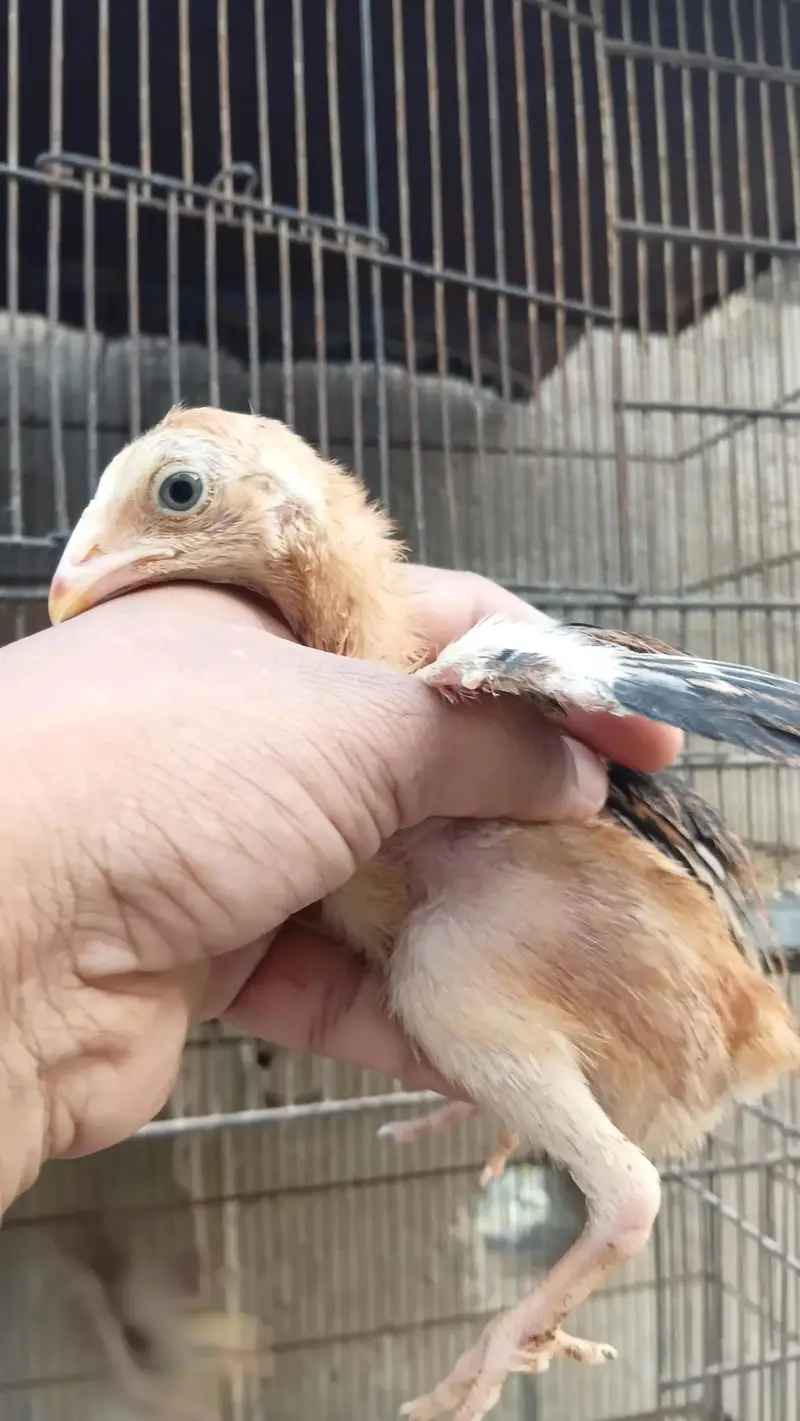 aseel quality chicks — photo 7