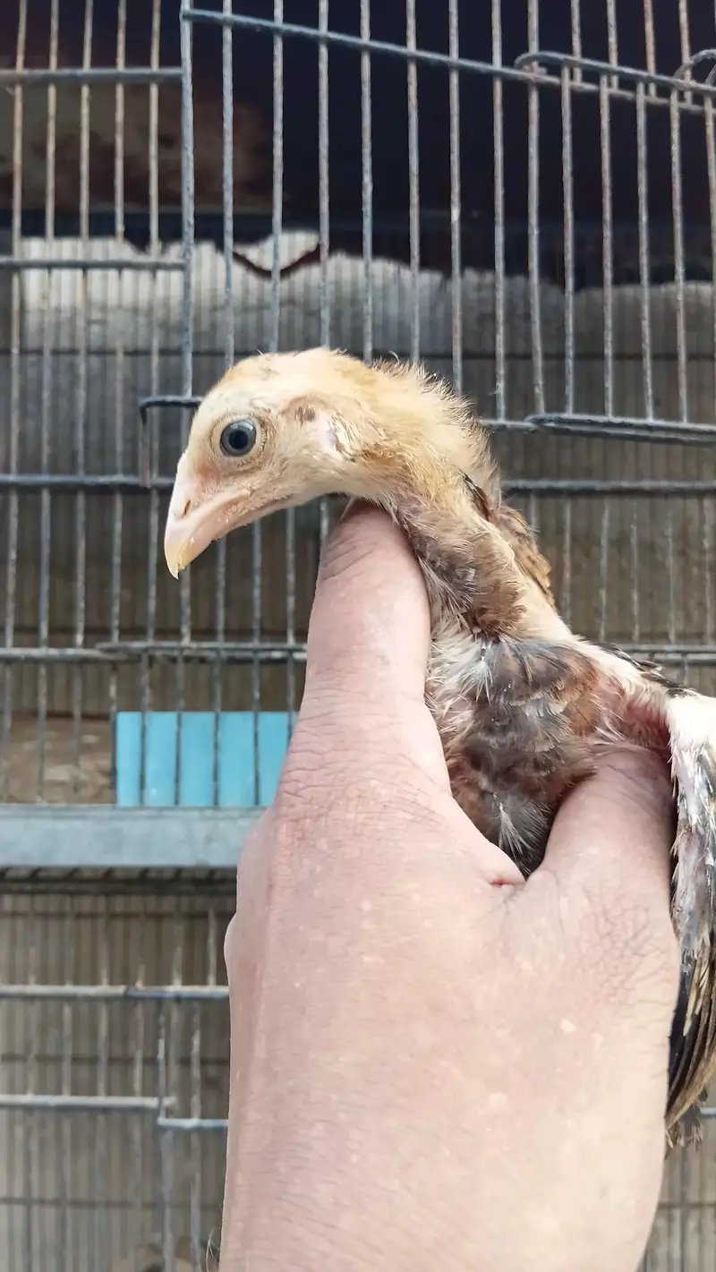 aseel quality chicks — photo 8