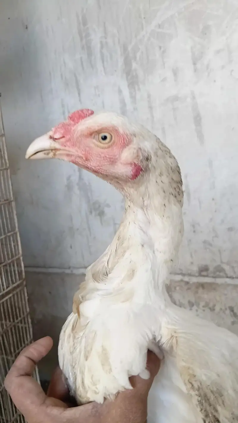 aseel quality chicks — photo 9