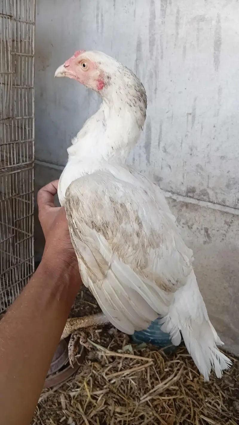 aseel quality chicks — photo 10