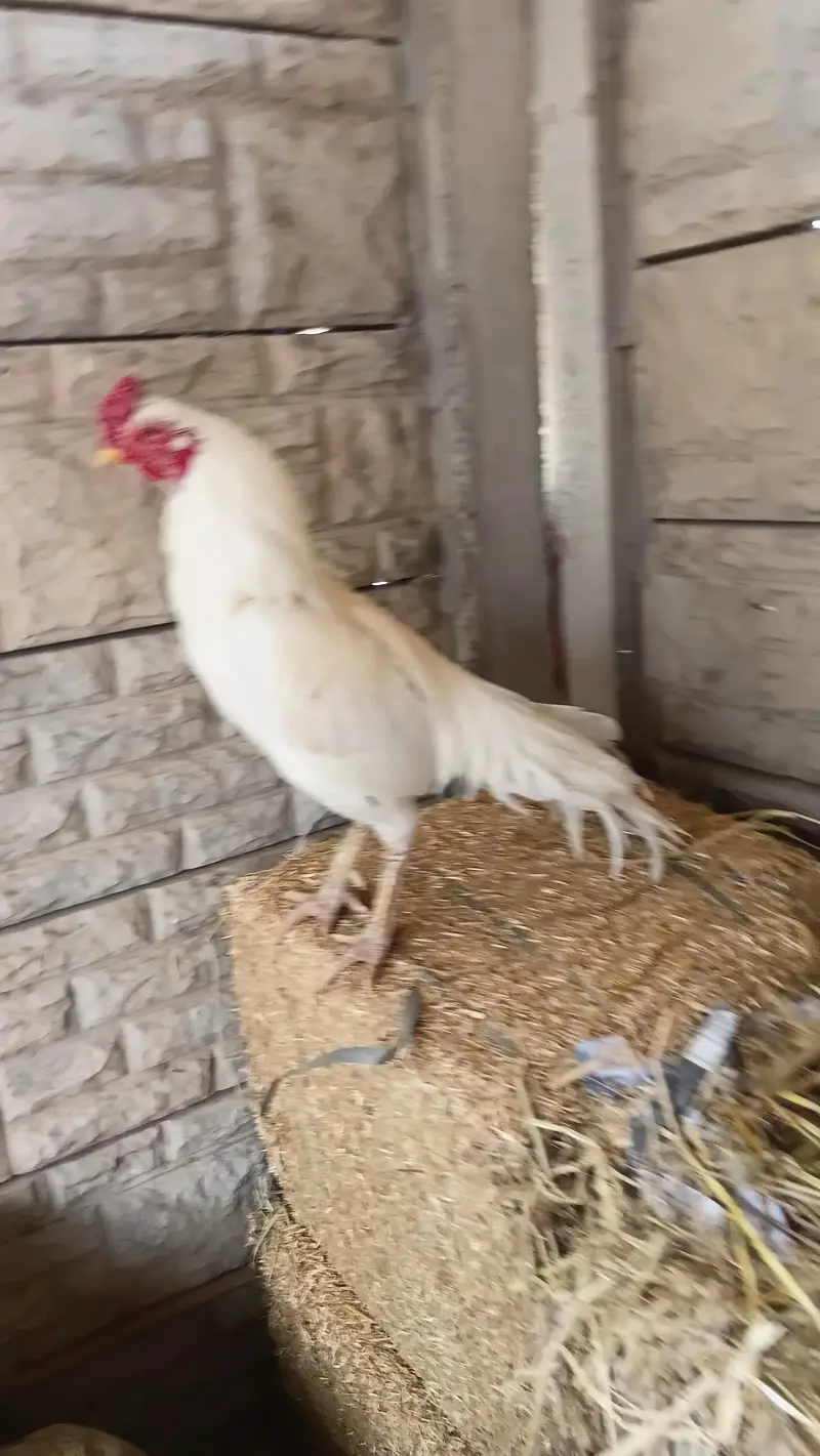 aseel quality chicks — photo 11