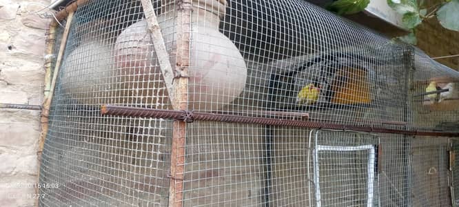 Bara Pinjera Bird Cage – Matkiyon Samet – Sirf