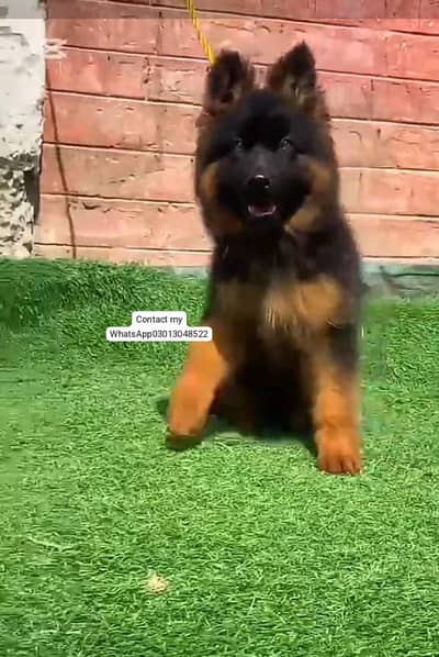 Pure German Shepherd breed for sale WhatsApp