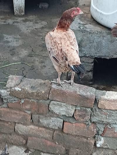 assel hen laying eggs for sale