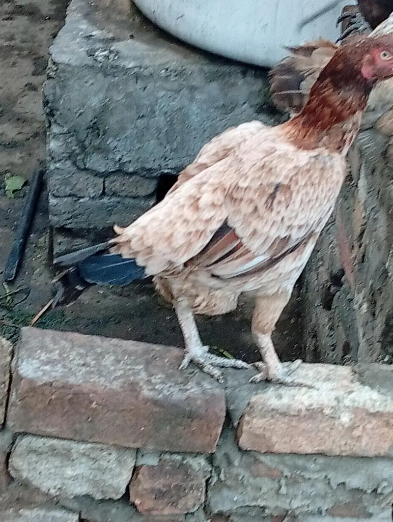 assel hen laying eggs for sale — photo 2