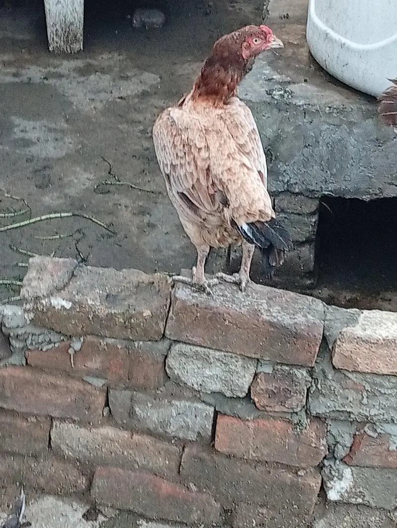 assel hen laying eggs for sale — photo 3