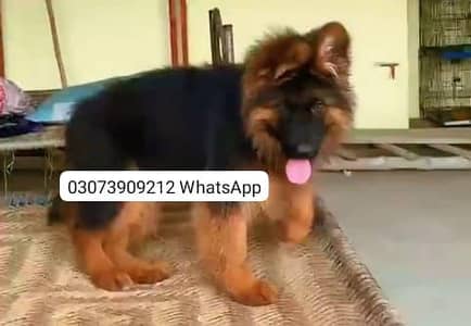 German Shepherd Long Coat Puppies Available* Puppy  *Details:* *
