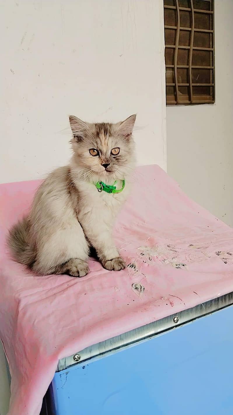 Smokey  kitten 0
