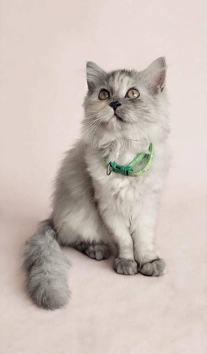 Smokey  kitten 1
