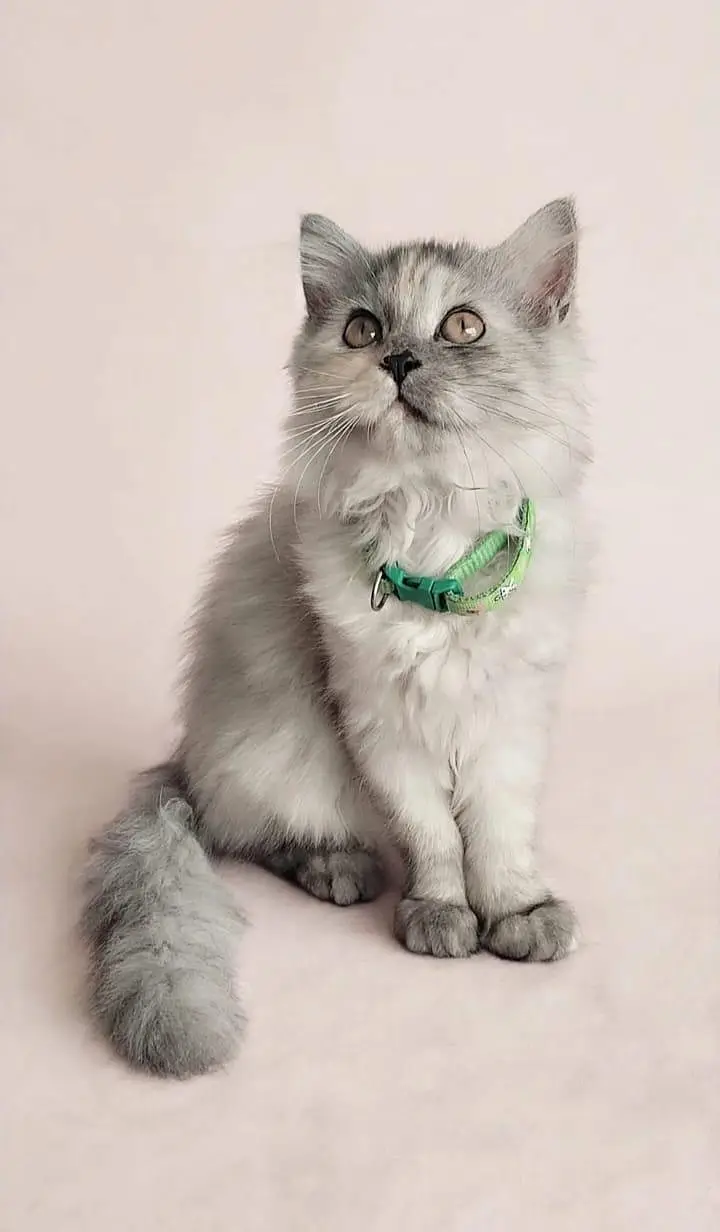 Smokey  kitten — photo 2