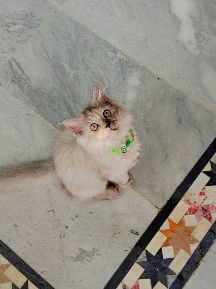Smokey  kitten 2