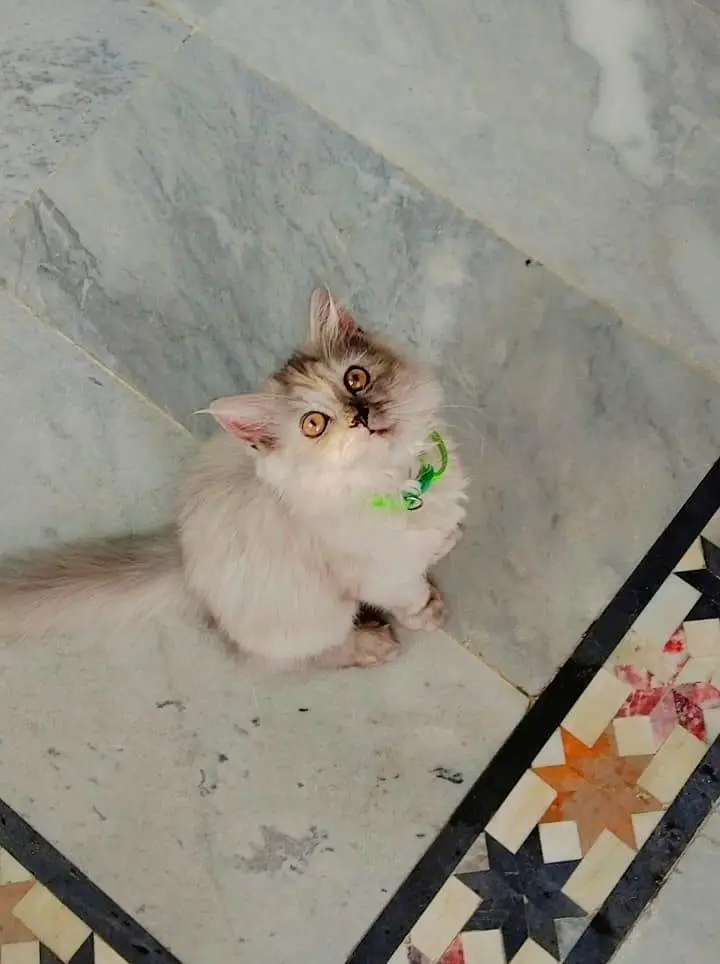 Smokey  kitten — photo 3