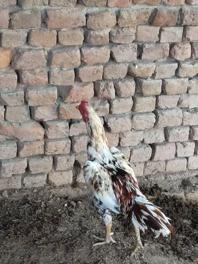 Aseel murga for sale