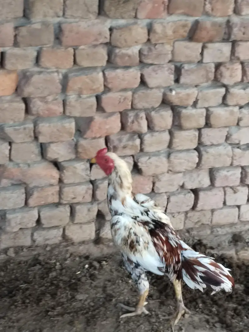 Aseel murga for sale — photo 2