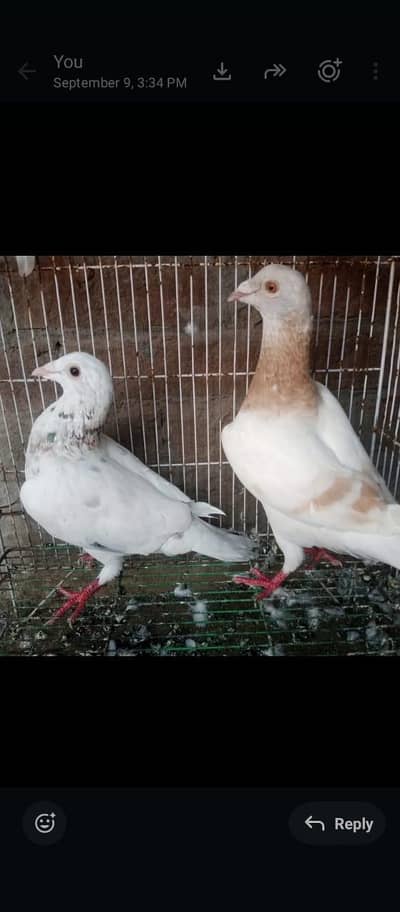 Pair Kabuter For Sale