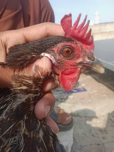 Pure Black Female Hen for Sale | 1 Year Old | Home Bred | Breeder