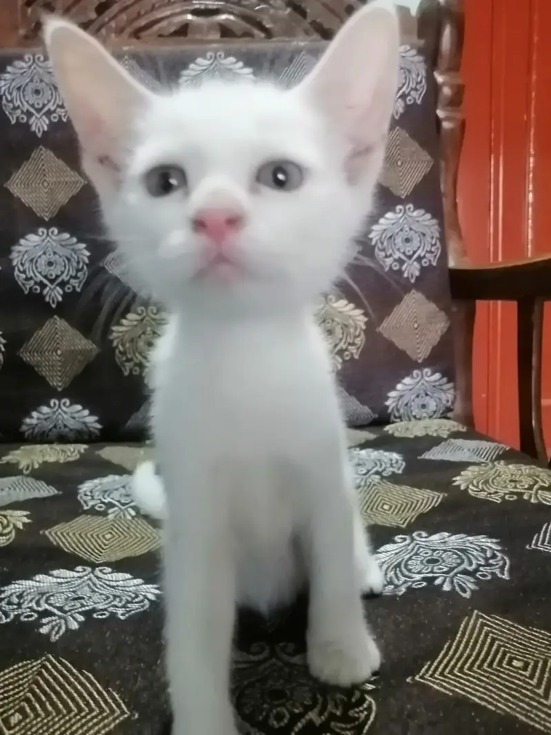Kitten for sale — photo 2