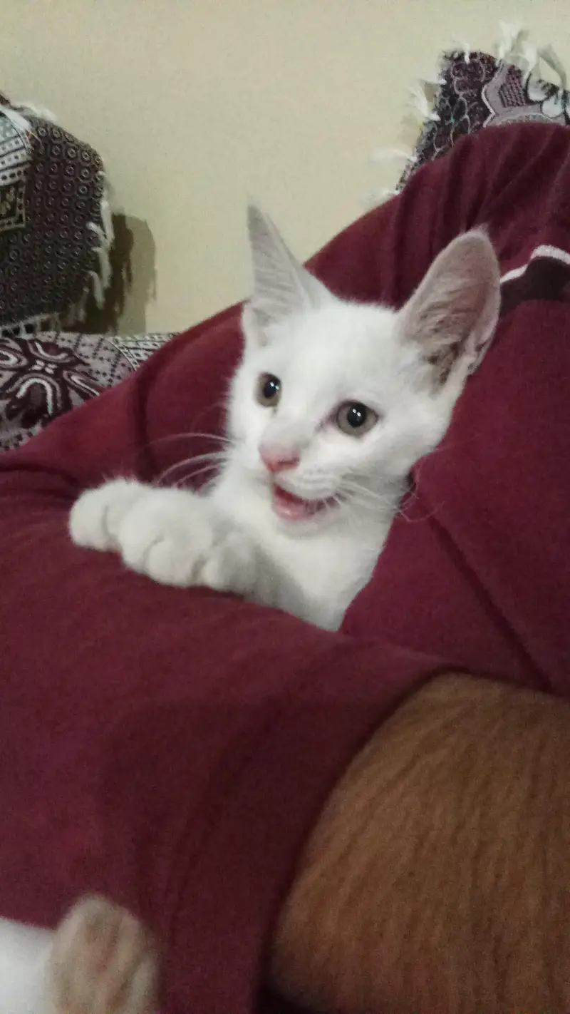 Kitten for sale — photo 3