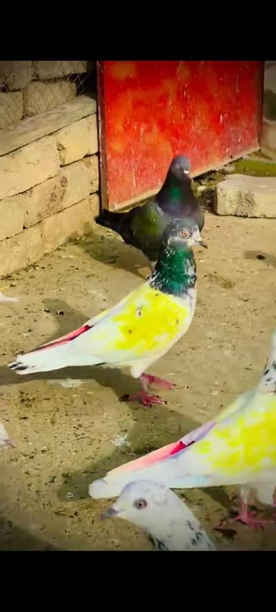 pigeon
