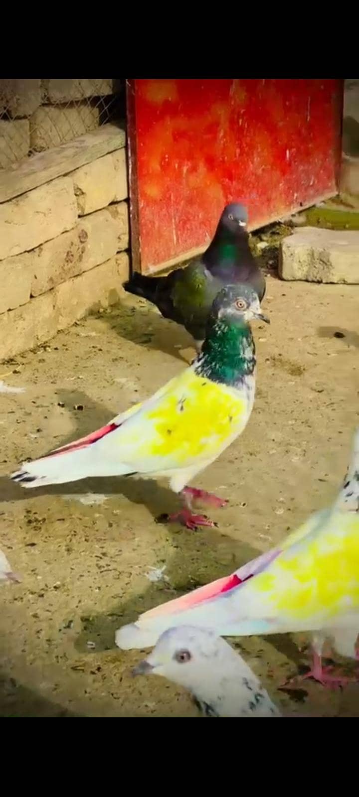 pigeon 0