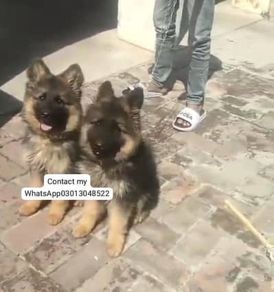 German Shepherd breed for sale mor WhatsApp