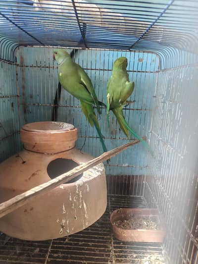 Green ringneck