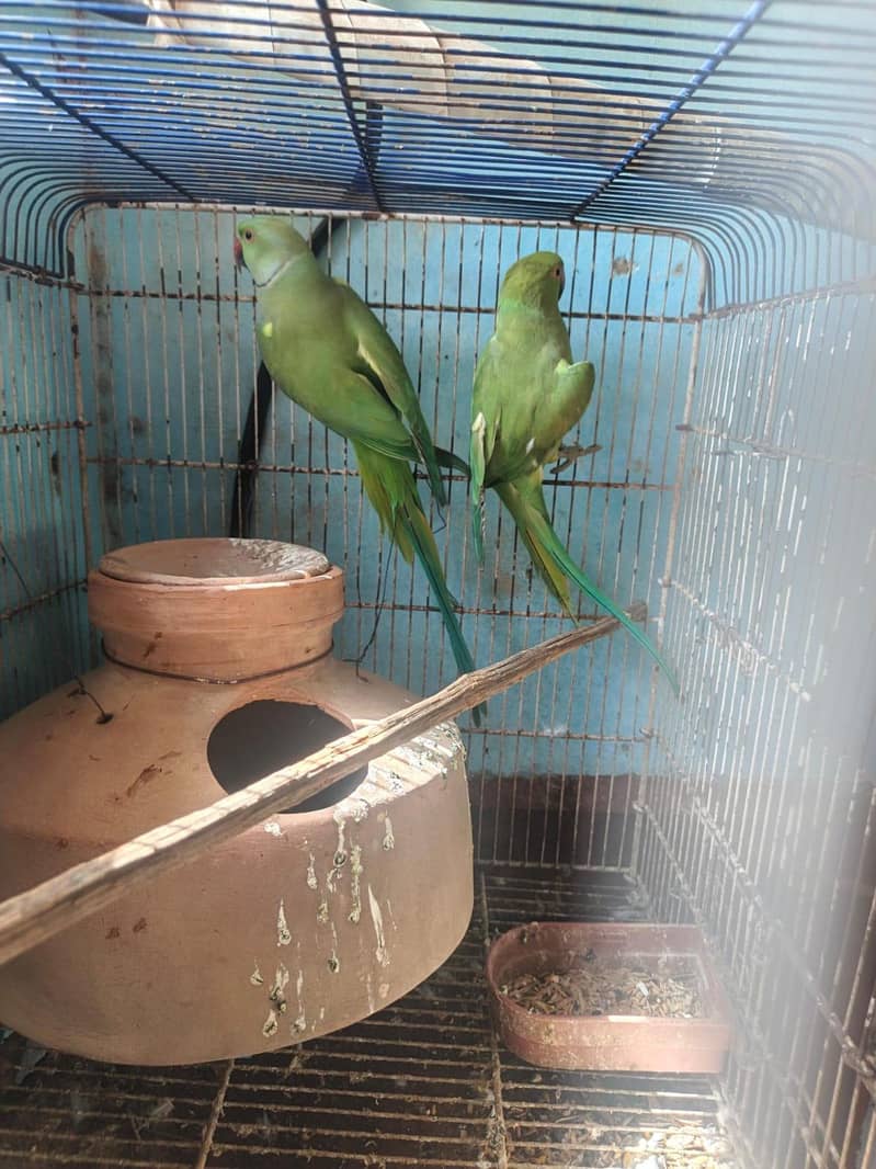 Green ringneck 0