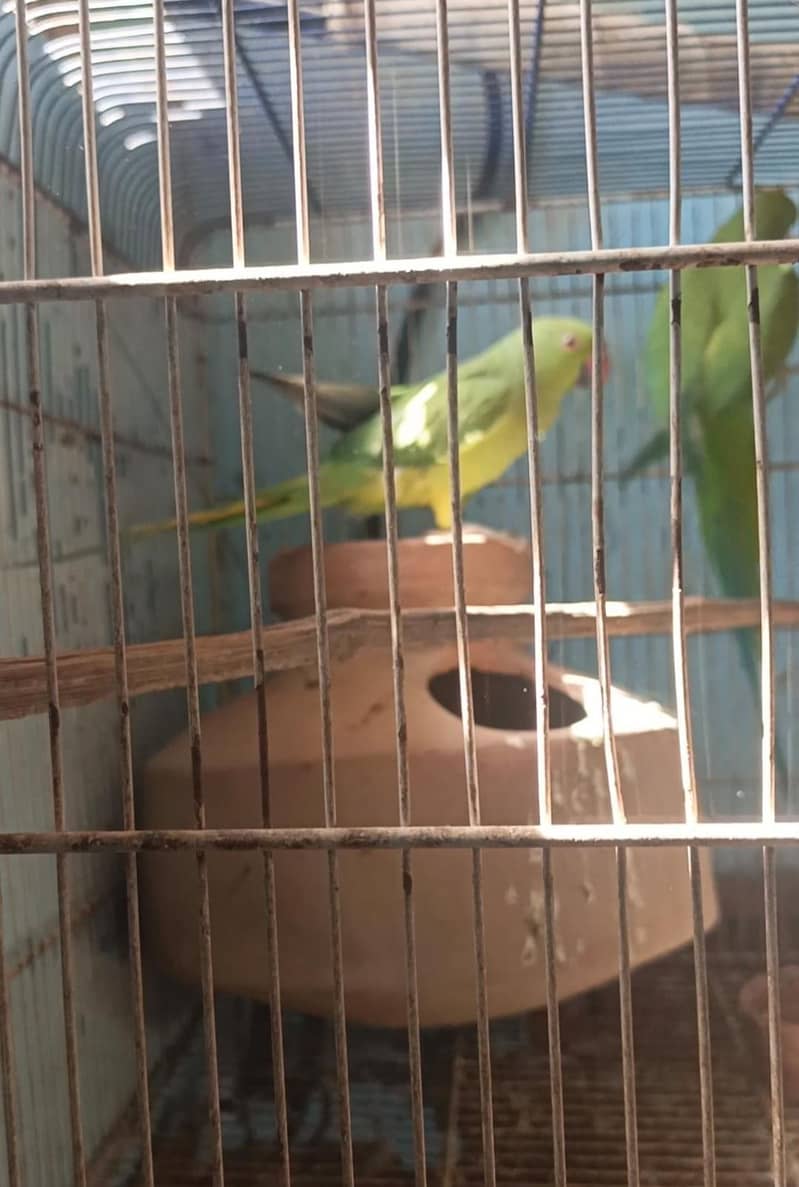 Green ringneck 1