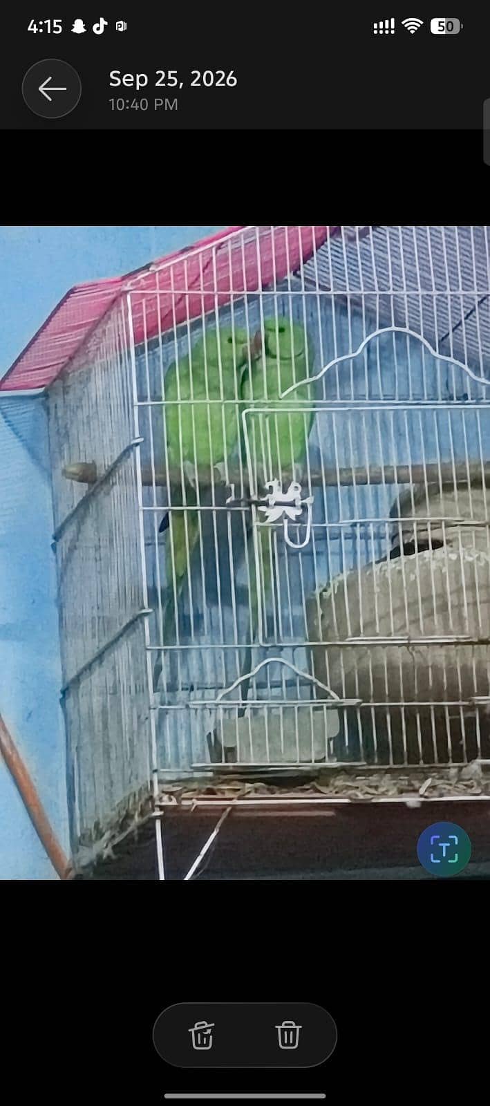 Green ringneck 2