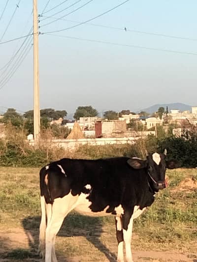 Friesian cross bachadi
