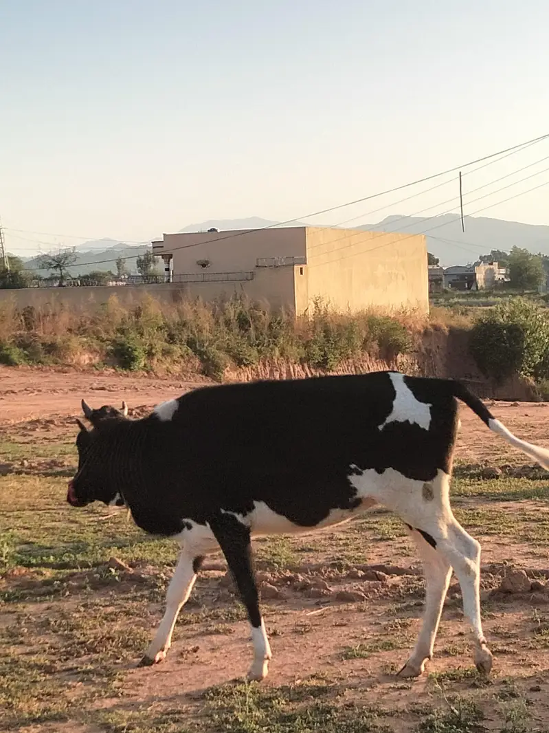 Friesian cross bachadi — photo 2
