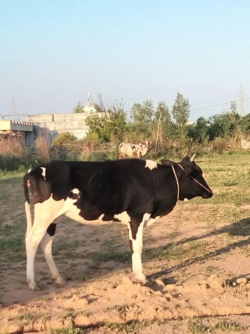 Friesian cross bachadi — photo 3
