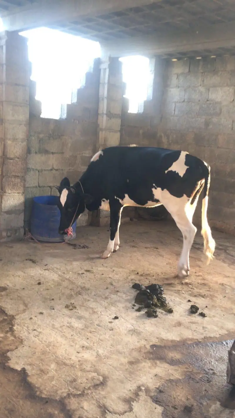 Friesian cross bachadi — photo 4